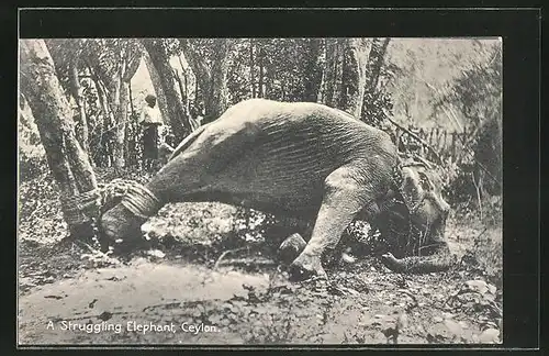 AK Ceylon, A Struggling Elephant, Angebundener Elefant