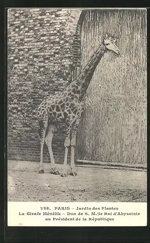 AK Paris, Jardin des Plantes, Giraffe im Zoo