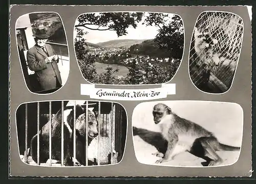 AK Gemünd, Klein-Zoo, Bär im Zwinger, Affe, Ortsansicht