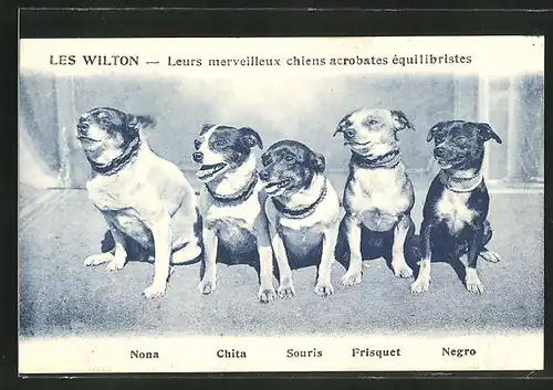 AK Les Wilton, Leurs merveilleux chiens acrobates equilibristes, Nona, Chita, Souris
