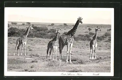 AK East African Game, Giraffe