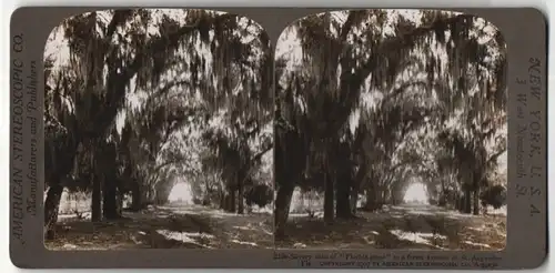 Stereo-Fotografie American Stereoscopic Co., Ansicht St. Augustina, FL, Silvery veils of Florida Moss