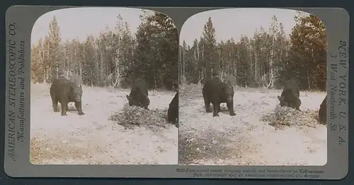 Stereo-Fotografie American Stereoscopic Co., Yellowstone Park, Bären