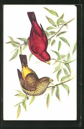 AK Vögel mit rotem und gelbem Gefieder sitzen auf einem Zweig