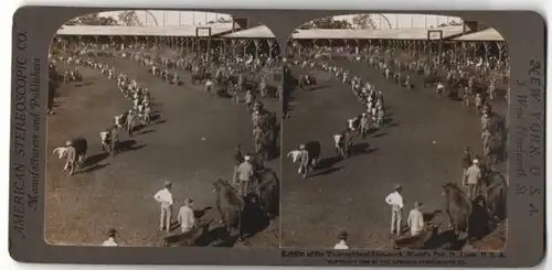 Stereo-Fotografie American Stereoscopic Co., Ansicht St. Louis, MO, World`s Fair, Thoroughbred Live-stock, Rindermesse