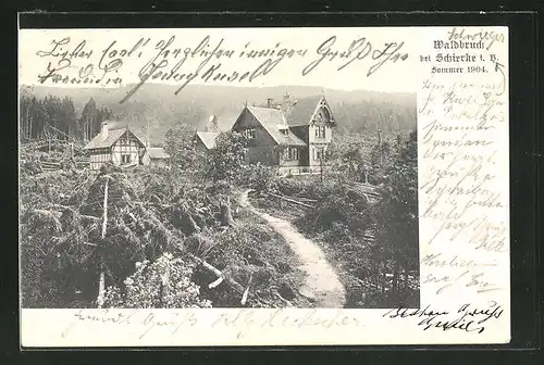AK Schierke i. H., Waldbruch durch Unwetter im Sommer 1904