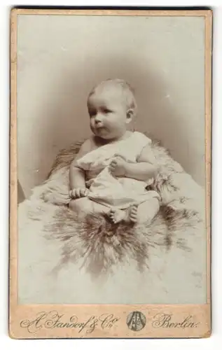 Fotografie A. Fandorf & Co., Berlin, Baby auf Pelz