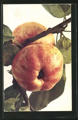 AK Früchte, Pirus Malus var., Gravensteiner Apfel