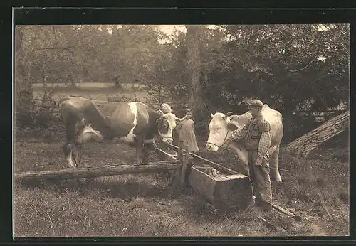AK Lausanne, Bauernkinder führen Kühe zur Tränke