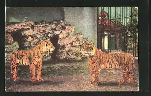 AK Basel, Zoologischer Garten, Tiger im Gehege