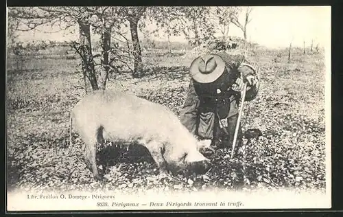 AK Périgueux, Deux Périgords trouvant le truffe, Trüffelschwein