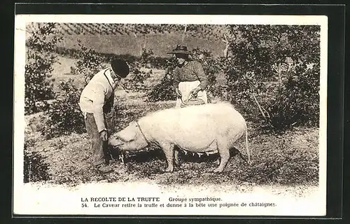 AK La Récolte de la Truffe, Paar mit Trüffelschwein