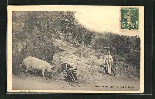 AK Périgueux, Deux Périgords trouvant la Truffe, Trüffelschwein