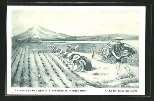 AK Landwirtschaft, Le repiquage des plants, La culture du riz destine a la fabrication de l`Amidon Remy