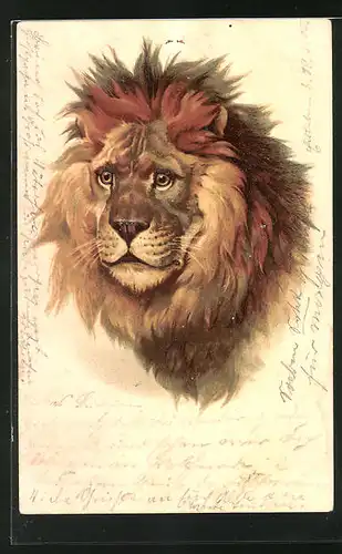 Präge-AK Männlicher Löwe mit imposanter Mähne