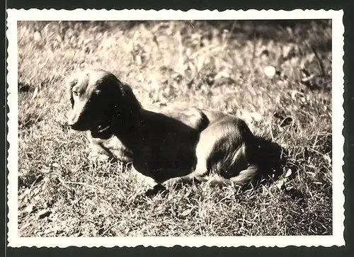 Fotografie Dackel, Hund auf Wiese liegend
