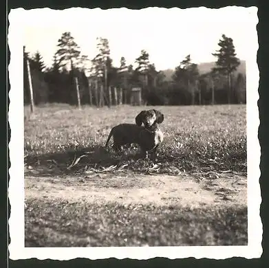 Fotografie Dackel, niedlicher Hund aufeiner Wiese