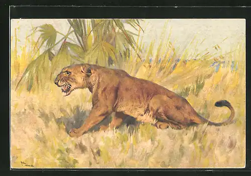 Künstler-AK Löwin im hohen Gras der Savanne