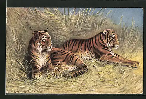 Künstler-AK M. Müller jun.: Zwei Tiger im hohen Gras liegend
