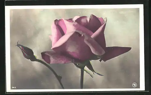 AK Voll erblühte rosa Rose und Knospe