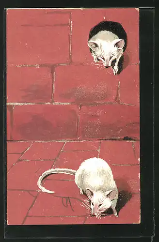 AK Weisse Ratten schlüpfen aus einem Loch in einer Mauer