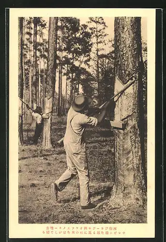 AK Georgia, Tapping a nubben tree