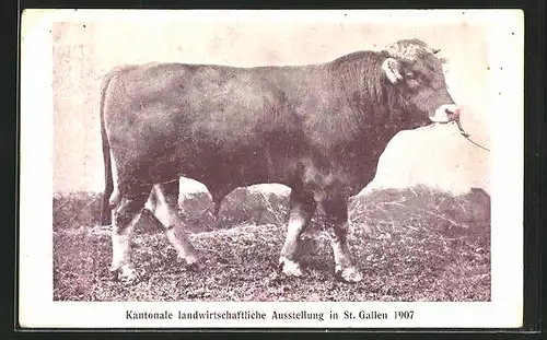 AK St. Gallen, Kantonale landwirtschaftliche Ausstellung 1907, Prämierter Zuchtbulle