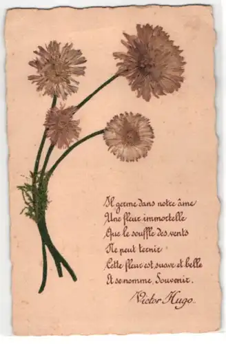 Trockenblumen-AK Getrocknete und gepresste Gänseblümchen, Vers von Victor Hugo