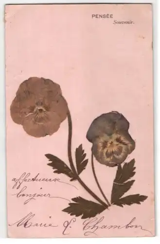 Trockenblumen-AK Pensée, Getrocknete und gepresste Stiefmütterchen