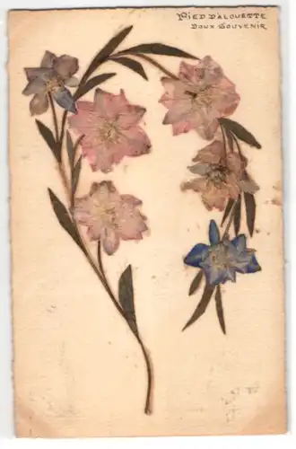 Trockenblumen-AK Pied d`Alouette, Getrocknete und gepresste Blumen