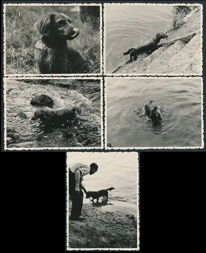 5 Fotografien Hund - Dackel, Langhaar-Dackel beim Schwimmen und aportieren