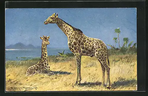 Künstler-AK M. Müller jun.: zwei Giraffen im Gras mit Palmen, Meer und Berge
