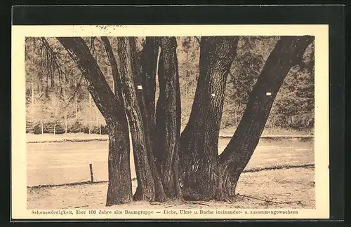 AK Mittweida, über 100 Jahre alte Baumgruppe