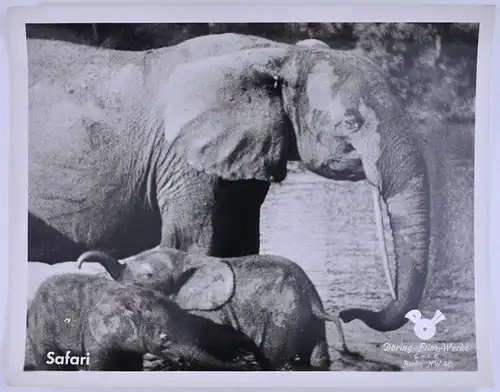 Fotografie Wilhelm Eggert, Döring-Expeditionsfilm Safari, Elefant mit Jungtieren am Flussufer, Grossformat 29 x 23cm