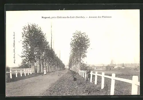 AK Nogent, Avenue des Platanes