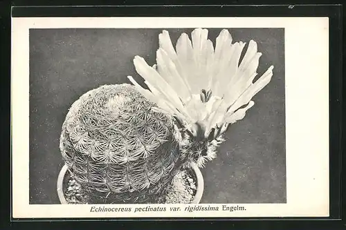 AK Blühender Kaktus, Echinocereus pectinatus var. rigidissima Engelm