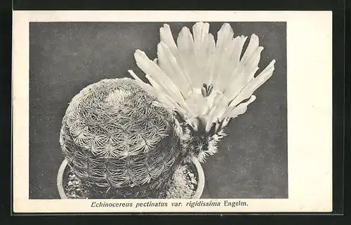 AK Blühender Kaktus, Echinocereus pectinatus var. rigidissima Engelm