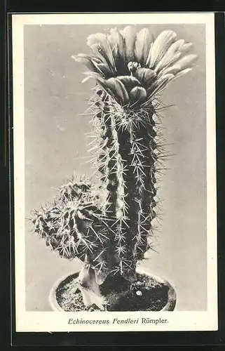 AK Kaktus mit Blüte in Topf, Echinocereus Fendleri, Rümpler
