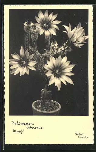 AK Kaktus mit mehreren Blüten, Echinocereus tuberosus, Rümpf