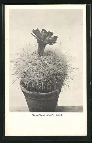 AK Kaktus mit einzelner Blüte, Mamillaria senilis, Lodd