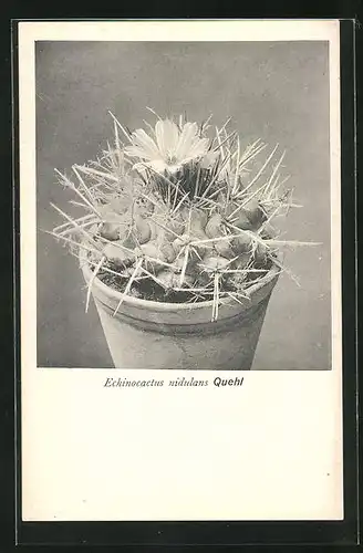 AK Kaktus mit Blüte, Echinocactus nidulans Quehl