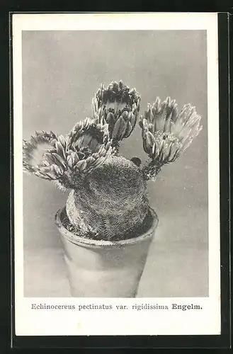 AK Kaktus mit grossen Blüten in Topf, Engelm, Echinocereus pectinatus var. rigidissima