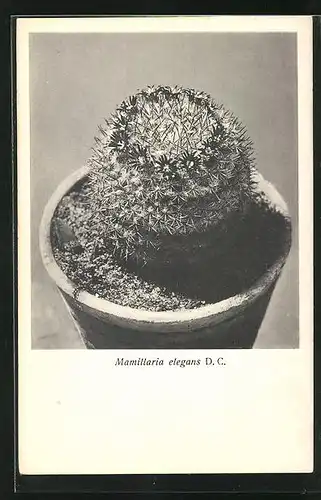 AK Kaktus, Mamillaria elegans D. C.