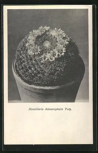 AK Kaktus Mamillaria chinocephala Purp mit Blütenkranz
