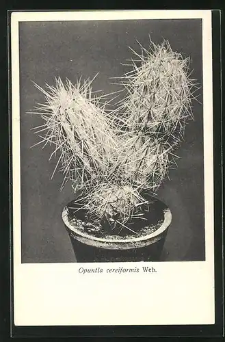 AK Kaktus Opuntia cereiformis Web