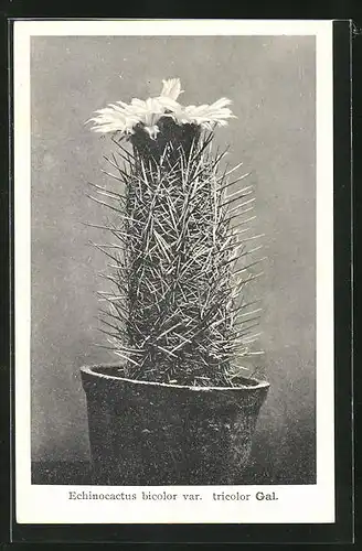 AK Kaktus Echinocactus bicolor var. tricolor Gal. mit grosser Blüte