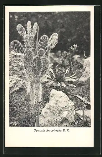 AK Opuntia leucotricha D. C. auf Naturboden