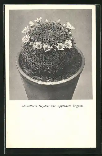 AK Kaktus Mamillaria Heyderi var. applanata Engelm mit Blütenkranz