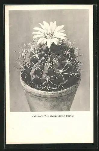 AK Kaktus Echinocactus Kurtzianus Gürke mit grosser Blüte