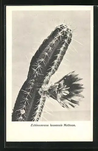 AK Kaktus Echinocereus leonensis Mathson mit einzelner grosser Blüte